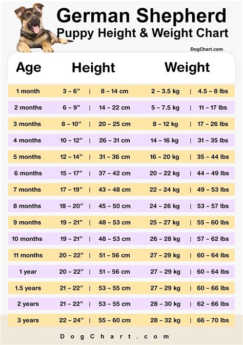 13 week old german shepherd|german shepherd weight chart kg.